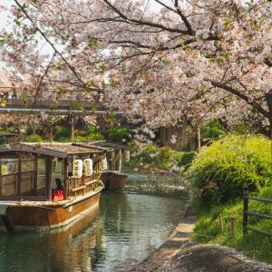 Tour Nhật Bản 2025: Mùa Hoa Anh Đào Giao Hưởng Mùa Xuân